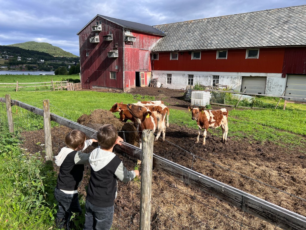 Two young boys observing cows at a farm, with a red barn and green fields in the background.